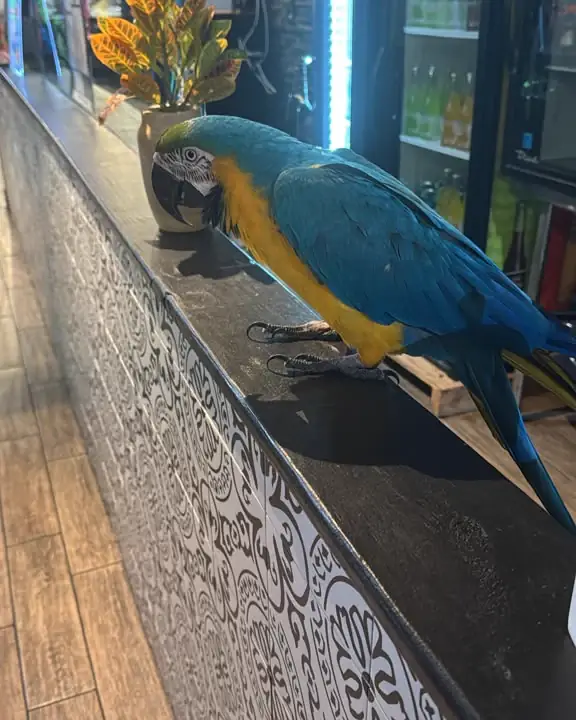 Paco, Chicanos’ blue-and-yellow macaw, perched beside the bar